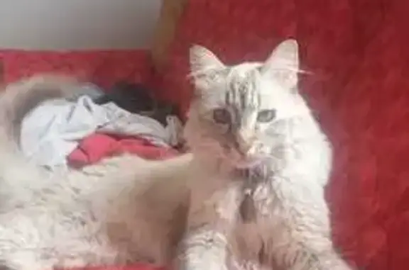 Perdido gato hembra, Marina Vallarta, 451, Zapopan, Nuevo Mexico - gatita blanca con ojos azules - photo