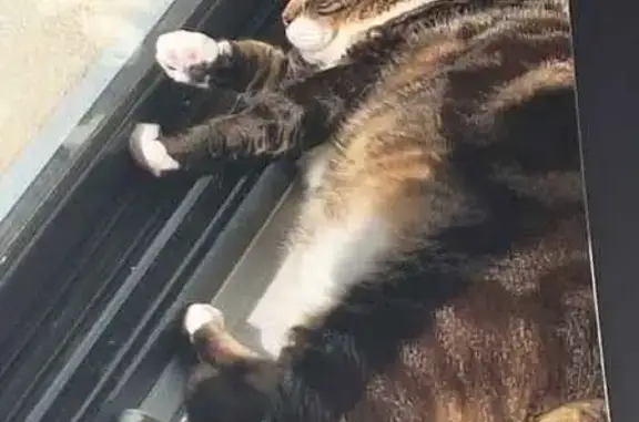 Lost cat, Saric Street, 132, Brimbank — male tabby, de-sexed - photo