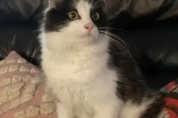 Lost cat, Mulgrave Street, 23, Launceston - photo