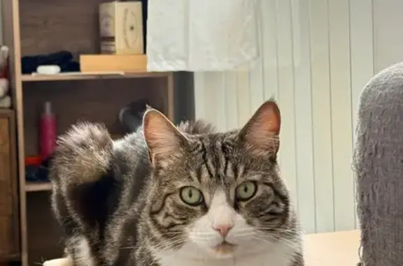 Lost cat, Fulham Road, 496, Fulham - male, near Yucca Restaurant - photo