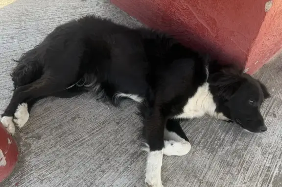 Búsqueda de mascotas, foto: Encontrado perro, Calle Monera, s/n, Chicoloapan de Juárez, Chicoloapan - perrito negro con blanca, triste y asustado