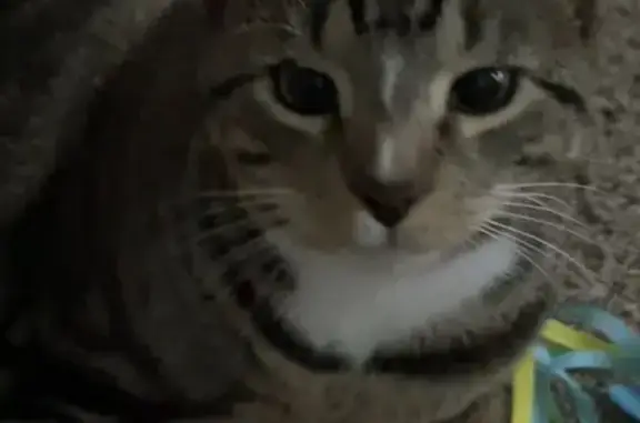 Lost cat, Chicago - tabby, 10...