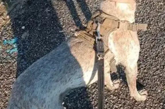 Perro perdido, Partida Poligono 084, 41, Fraga, Lleida — mestizo, blanco con motas marrones - photo