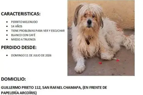 Perros perdidos, Naucalpan de Juarez, foto: Perdido perro macho, Calle Guillermo Prieto, 112, Naucalpan de Juárez, Naucalpan de Juarez - blanco con un poco de café