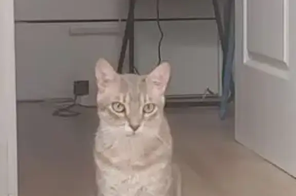 Perdido gato masculino, Carrer...