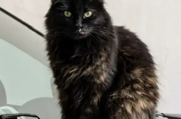 Búsqueda de mascotas, foto: Perdido gato hembra, Tercera Calle Maracaibo, 60, Naucalpan de Juárez, Naucalpan de Juarez - color negro con destellos marrones