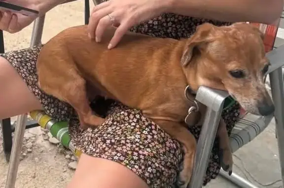 Lost dog, Austin, Texas - ligh...