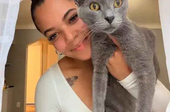 Lost cat, Corbin Street, 2366,...