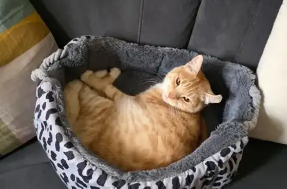 Lost cat, Shierlaw Street, West Torrens, Richmond - ginger male, injured right ear - photo