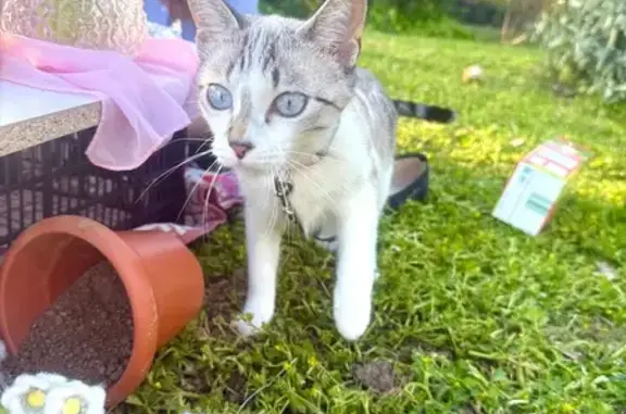 Perdido gato hembra, Carrer Mo...