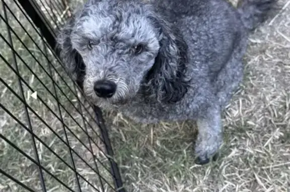 Lost dog, Kansas Avenue, 7804,...