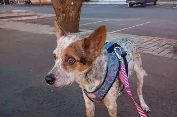 Encontrada cachorro fêmea em C...