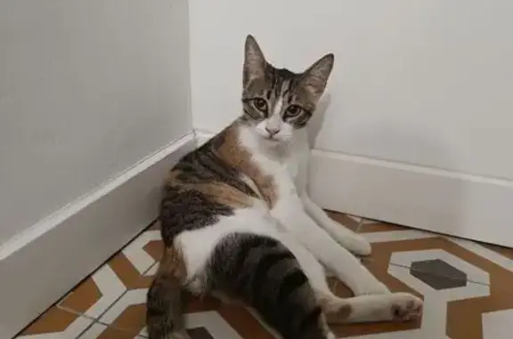 Encontrado gato hembra, Calle...