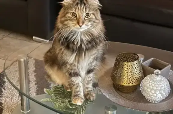 Lost cat, Downhill Way, Perth, Cannington - indoor cat - photo