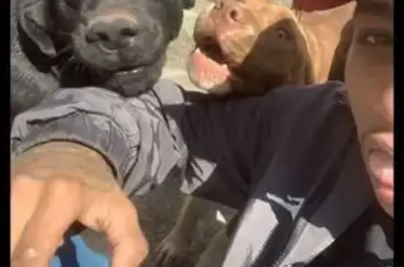 Perdido cachorro macho, Cidade São Jorge, Santo André - SP, Brasil - photo