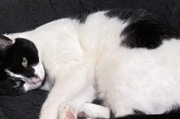 Lost cat, Trafalgar Avenue, 158, Woy Woy - black and white cat with green/yellow eyes - photo