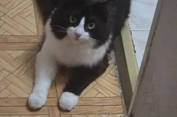 Perdido gato masculino, Calle Sierra de Albarracín, Alcorcón — con pajarita a rayas - photo