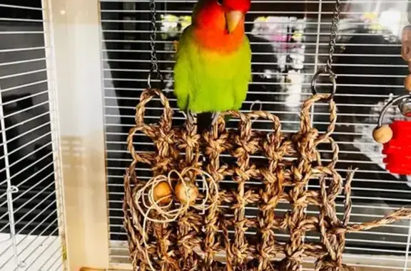 Lost bird, Eastwood Green, 3, Singapore, Hougang - orange collar, green coat, blue tip feathers - photo