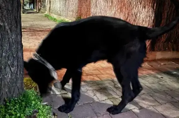Found dog Unley, photo: Found dog, Highgate Street, 2, Unley - large black dog with chain, possibly yellow fabric leash