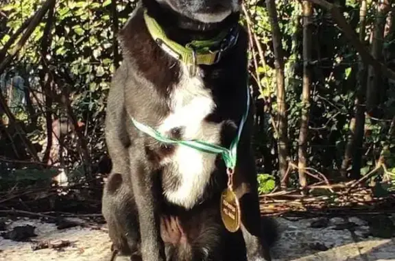 Perdido perro macho, Barrio el Callejo, Liencres, Santander - pequeño y miedoso - photo