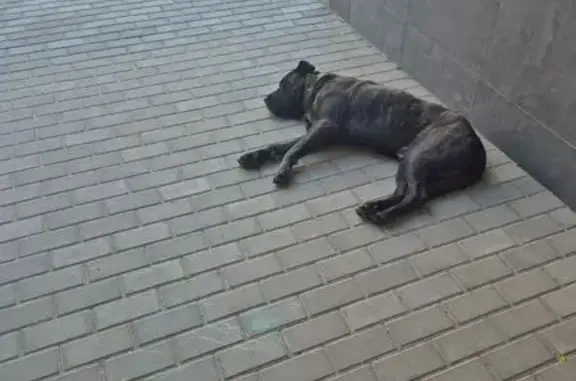 Знайдена собака, Лісна вулиця,...
