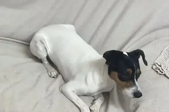Perdido perro macho, Fuente Alamo, Región de Murcia - bodeguero andaluz de 10 meses - photo