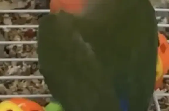 Lost bird, Tyler Avenue, 810, Dyer - male peachfaced lovebird - photo