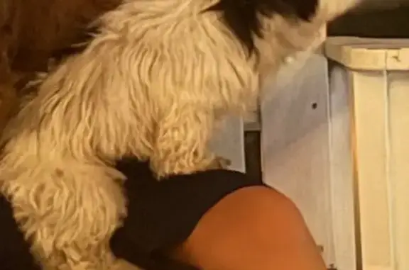 Lost dog, Landseer Drive, 8537, Reynoldsburg, Columbus — male, white Havanese - photo