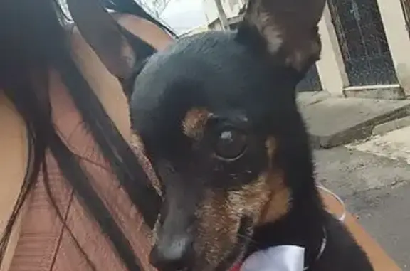 Perdido cachorro macho, Travessa Fagundes, 153 — pincher pequeno de apenas um olho - photo