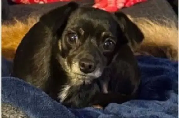 Missing dog Female, Rochester (usl543824) - photo