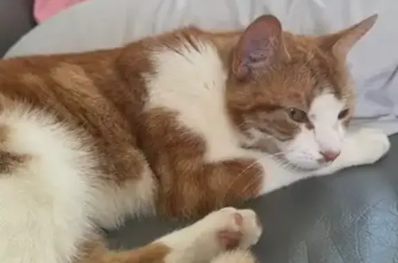 Lost cat, Bloomfield Walk, Orsett — very friendly ginger cat - photo