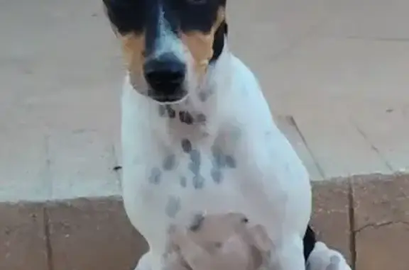 Perdido perro hembra, Avenida Eugenio Taillefer, 19, San Pedro de Alcantara - raza bodeguera tricolor - photo