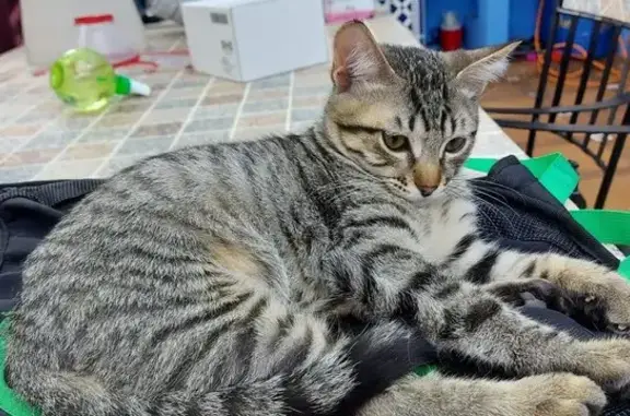 Perdido gato macho, Calle Albert Einstein, 8, La Laguna - 6 años, gris atigrado - photo