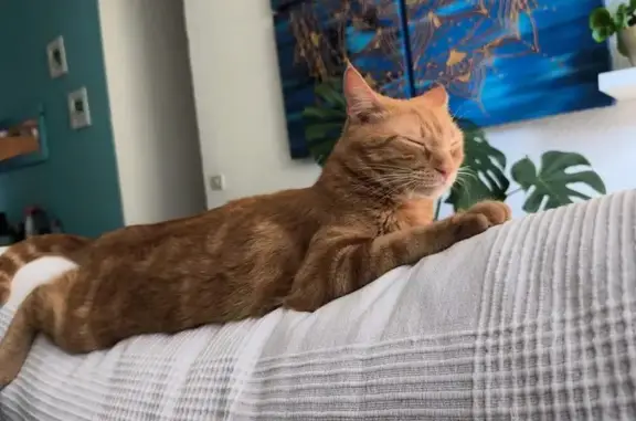 Perdido gato hembra, Calle Santa María Soledad, 47, Santa Cruz de Tenerife - naranja y con mucho miedo - photo