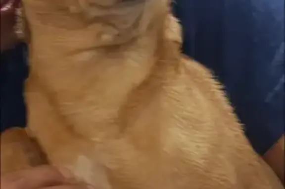 Lost dog, Anzio Drive, 3147, Dallas - female chihuahua - photo