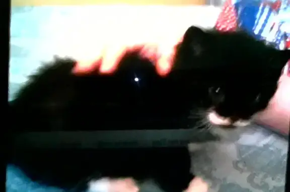 Missing cat Nashville, photo: Lost cat, Terragon Trail, 4816, Nashville - male, black-and-white shorthair