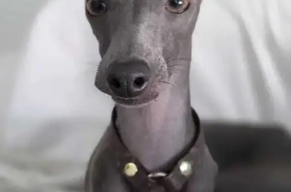 Perdido perro hembra, Avinguda de Novelda, 113, Elx, Elche - se escapó y fue vista cerca de Hiperberd - photo