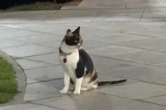 Encontrado gato fêmea, Alameda...