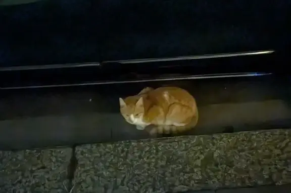 Found cat, Winslow Road, 21, F...