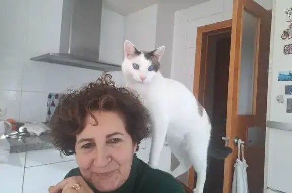Perdido gato macho, Calle Javier Puig Llamas, 5, Pontevedra - blanco, ojos azules, castrado - photo