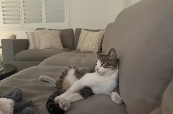 Lost cat, West Odeum Lane, 7512, Phoenix — female, white arm, black patch on hind leg - photo