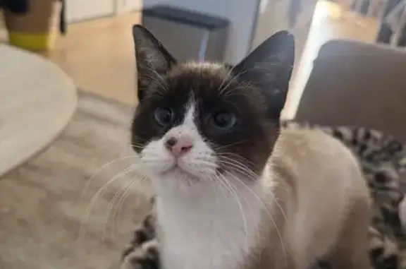 Lost cat, Jeanette Street, 15, Charles Sturt, Adelaide — wary of people - photo