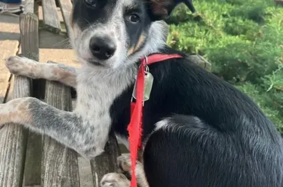Lost dog, U.S. 64, 1248, Plymouth - blue heeler mix - photo