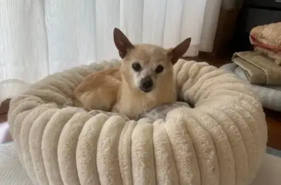 Lost dog, Elata Street, 18, Stonnington - 14-year-old cream Chihuahua - photo