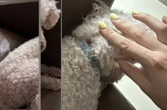 Perro encontrado San Luis Potosi, foto: Encontrado perro hembra, enfrente del fraccionamiento Riveiro, por la glorieta de la familia antes de llegar a la plaza San Luis, San Luis Potosi — blanco, con collar azul