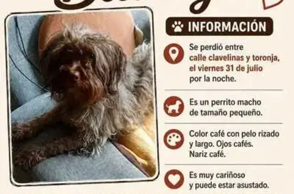 Perdido perro masculino, Cerrada del Águila, Ciudad de México, Azcapotzalco — ojos cafés - photo