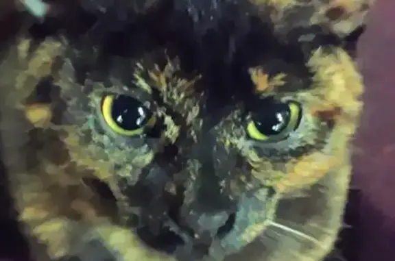 Lost cat, South Almer Street, 754, Caro - tortie with a blue harness - photo