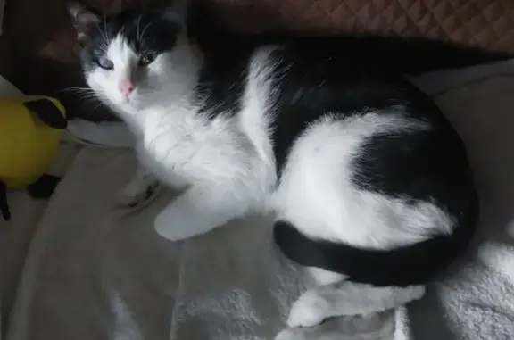 Perdido gato macho, Avinguda d'Àfrica, 54, Terrassa - un ojo mal y poca visión - photo