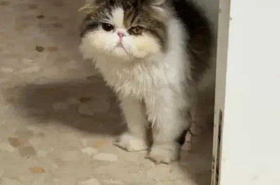 Es un persa tricolor, de pelo largo pero está pelado. Tiene una úlcera en un ojo.