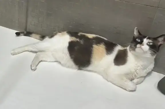 Perdido gato hembra, Calle Onix, Benalmádena, Sevilla - tricolor y asustadiza - photo